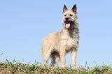 BOUVIER DES ARDENNES 060